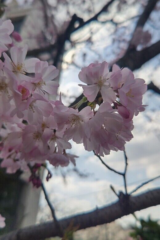 桜３.jpg