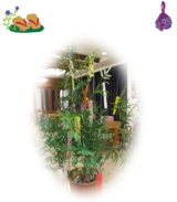 七夕のスペシャルメニュー