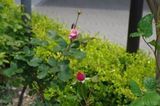 薔薇