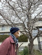 お花見