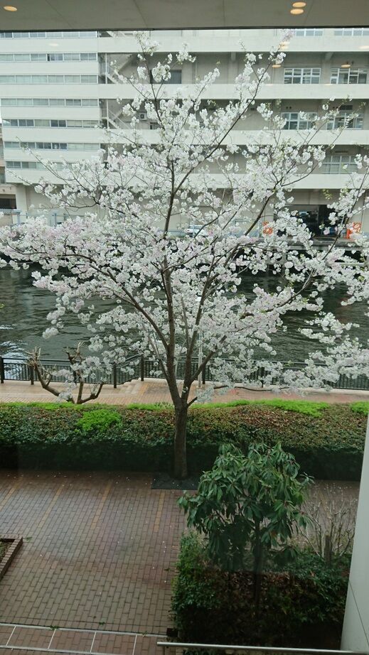 2F桜.jpg