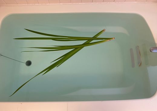 菖蒲.jpg