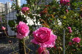 敷地内の花園