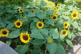 夏の花の成長記・完結