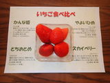 イチゴの食べ比べ・みんな違ってみんないい