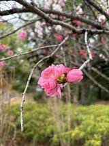 春のグラデーション