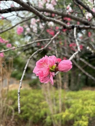 春のグラデーション