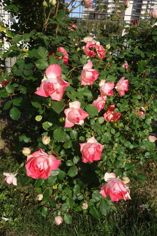 DSC03809.jpg