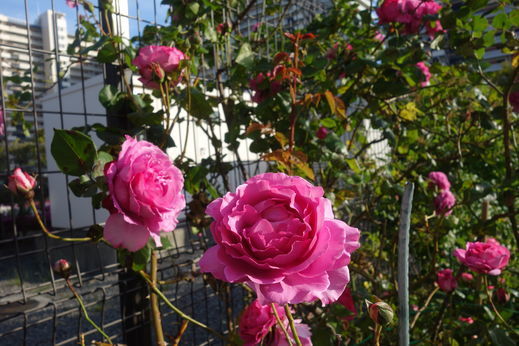 DSC03817.jpg