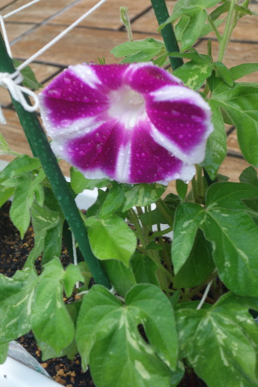 DSC04637.jpg