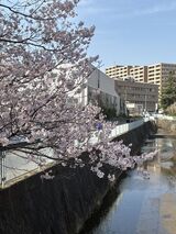 ぶらり散歩～麻生川の桜～