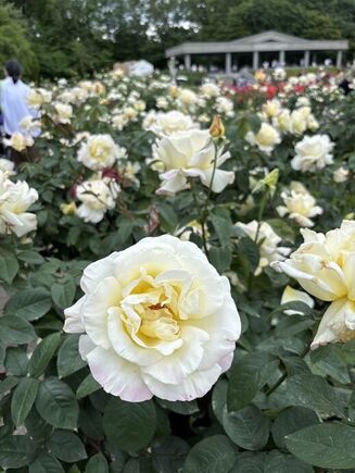 🌸神代植物公園バラフェスタへ行ってきました🌺