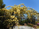 庭園・モッコウバラが見頃です