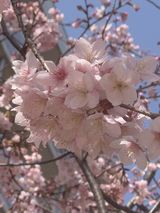 桜　日向ぼっこ：ゲストハウス前にて：