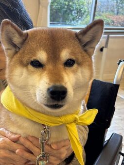 ドッグセラピー🐶