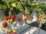 いちご狩り🍓