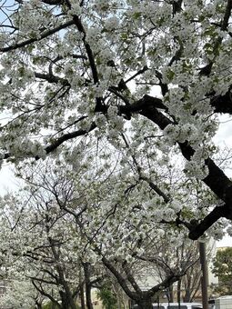 桜　満開🌸