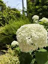 グッドタイム リビング 横浜都筑の花