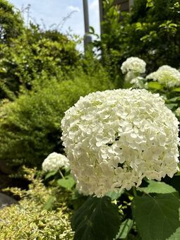 グッドタイム リビング 横浜都筑の花