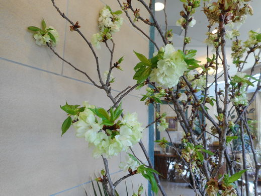 2104sakura07