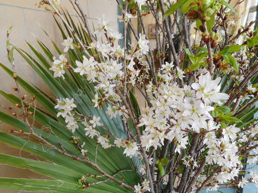 2104sakura06