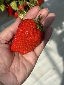 いちご狩り20260219-⑪.jpg