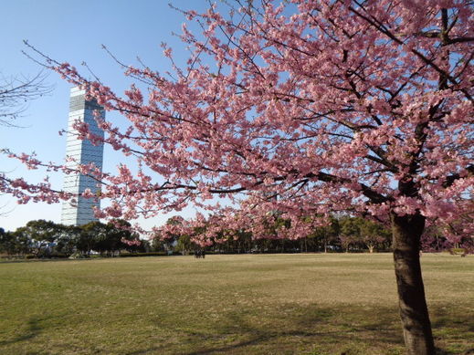 ポートパーク桜4.jpg