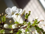 運河の桜･･･開花