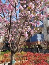 芝浦さんぽ♪桜満開