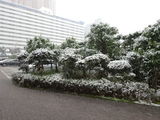 芝浦でも雪が降りました