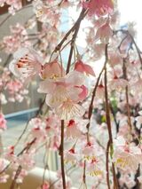 桜の季節