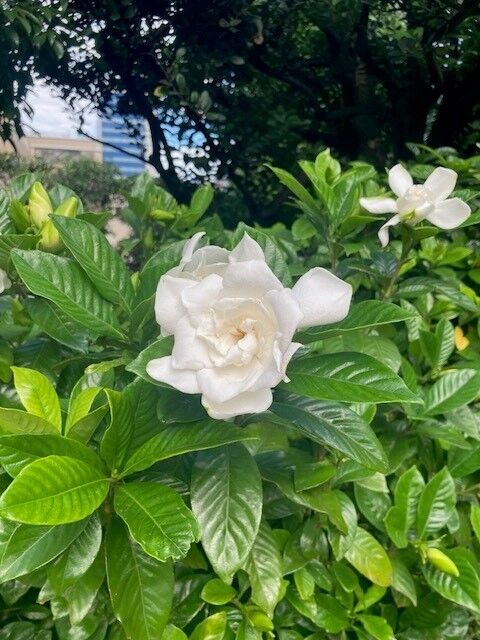 くちなしの花①.jpg