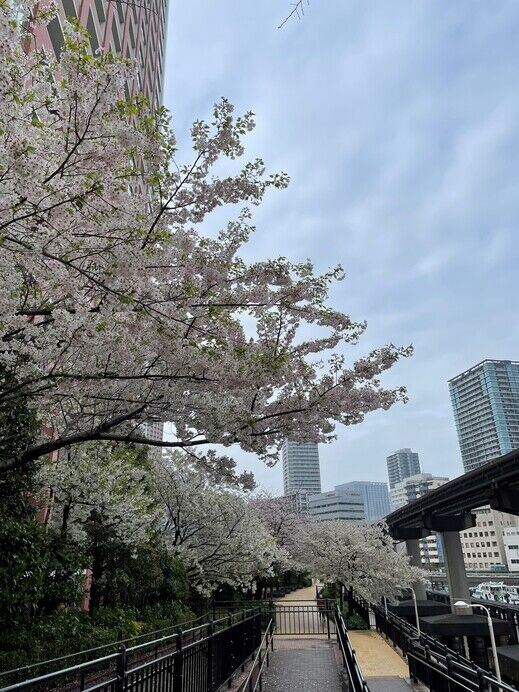 桜入口.jpg