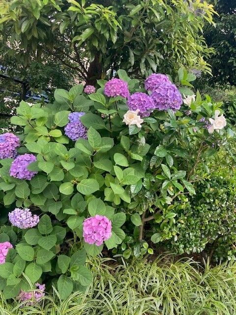 紫陽花　くちなし.jpg