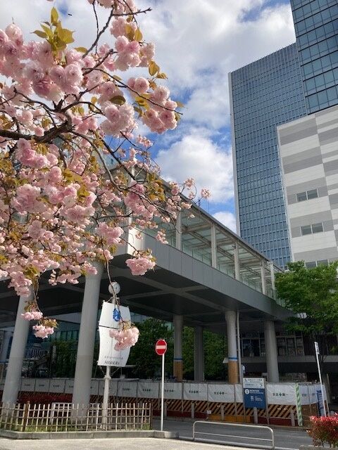 八重桜.jpg