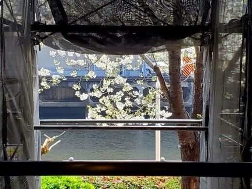 さくら.jpg