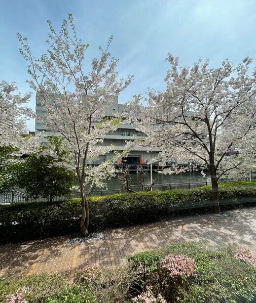 運河側の桜.jpg