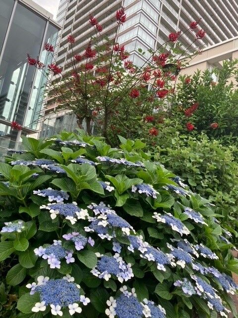 運河　紫陽花.jpg