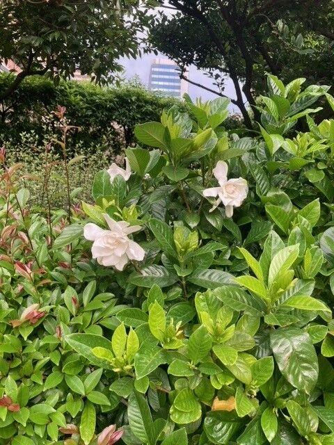 くちなしの花.jpg